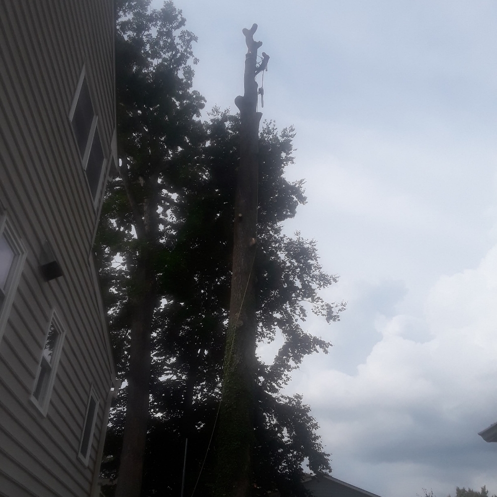 I remove  trees beautifull people - Picture 2 of 5